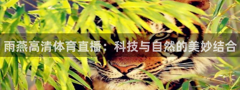 雨燕高清体育直播：科技与自然的美妙结合
