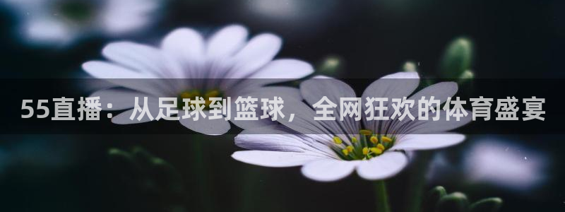 55直播：从足球到篮球，全网狂欢的体育盛宴