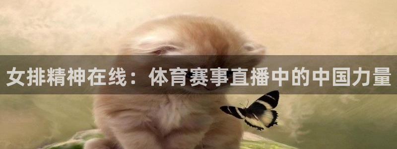 女排精神在线：体育赛事直播中的中国力量
