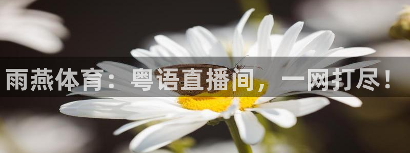 雨燕体育：粤语直播间，一网打尽！