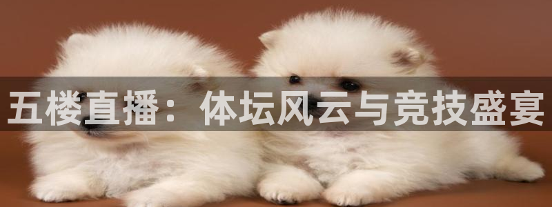 五楼直播：体坛风云与竞技盛宴