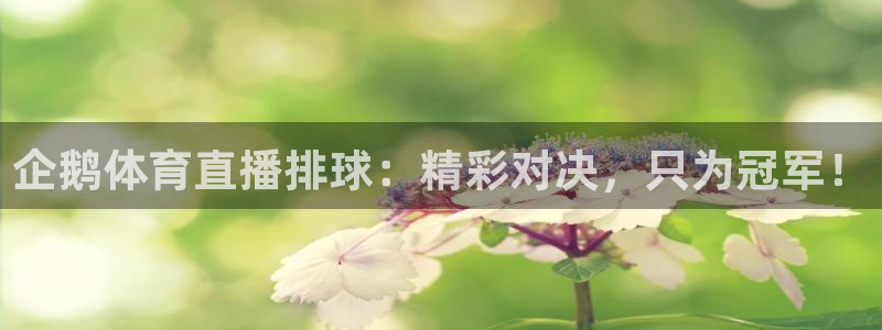 企鹅体育直播排球：精彩对决，只为冠军！