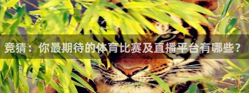 竞猜：你最期待的体育比赛及直播平台有哪些？