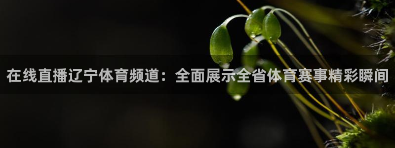 在线直播辽宁体育频道：全面展示全省体育赛事精彩瞬间